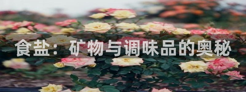 威九国际视频传媒招聘