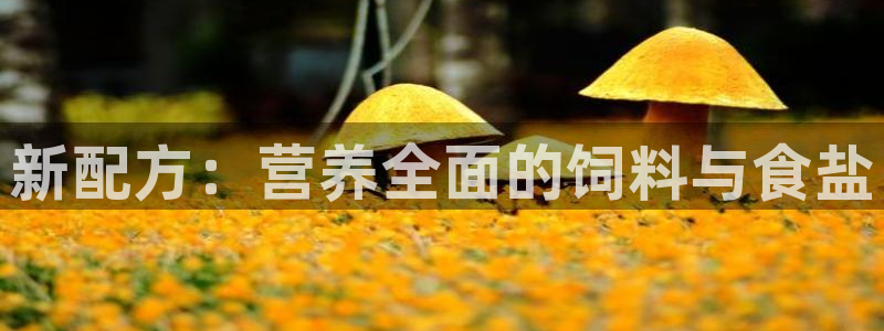 威九国际app网站官网